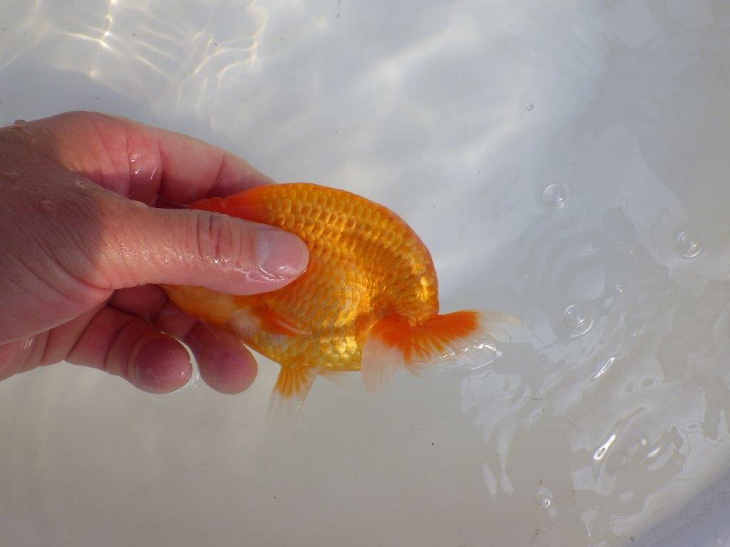 【 愛知超優良系統様】頭と尾張りが魅力的な一尾 約14㎝