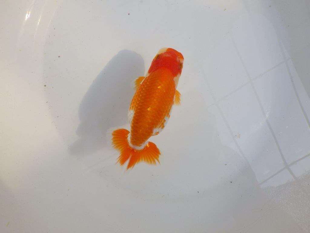 【 愛知超優良系統様】味のある尾構えで今後も楽しめます 約13,5㎝