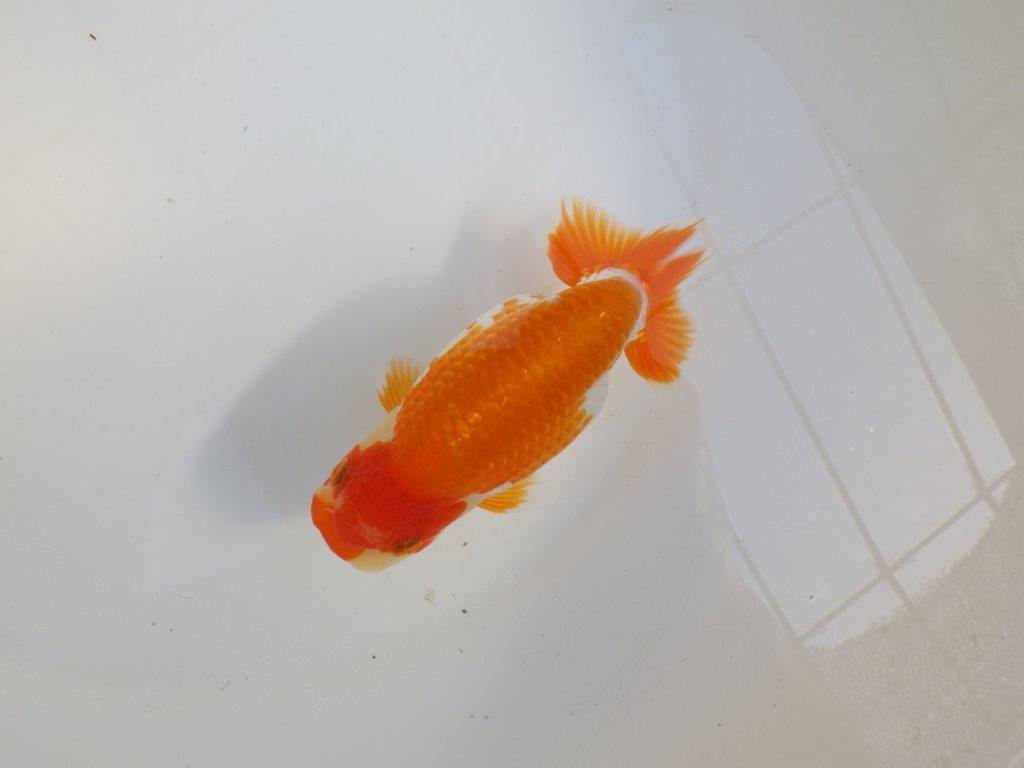 【 愛知超優良系統様】味のある尾構えで今後も楽しめます 約13,5㎝