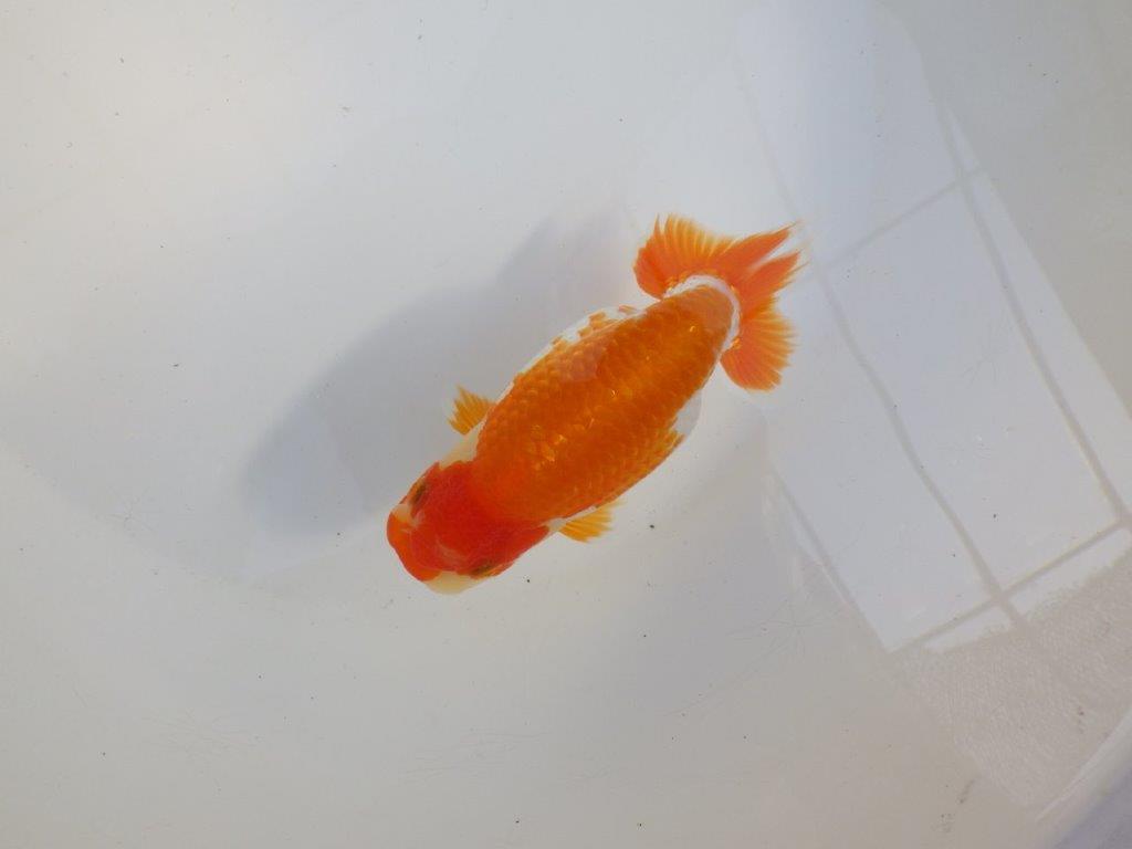 【 愛知超優良系統様】味のある尾構えで今後も楽しめます　約13,5㎝の上身