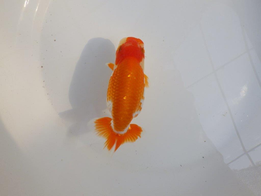 【 愛知超優良系統様】味のある尾構えで今後も楽しめます 約13,5㎝