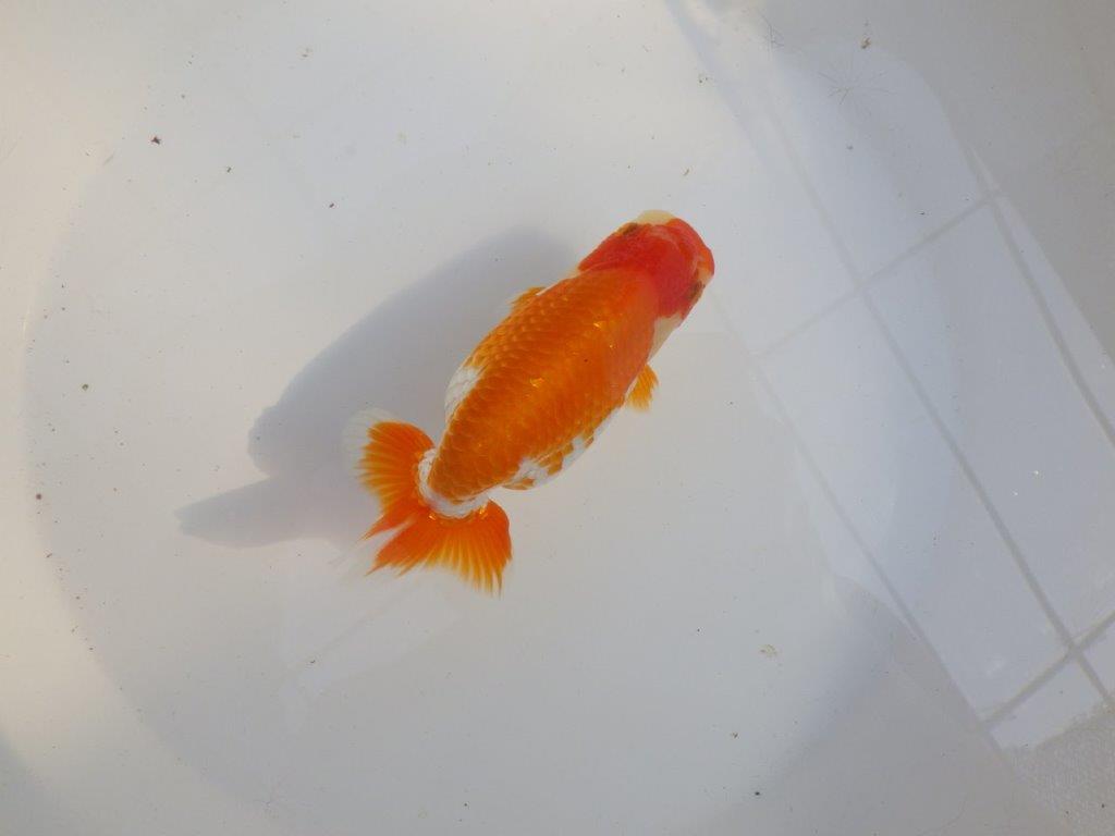 【 愛知超優良系統様】味のある尾構えで今後も楽しめます 約13,5㎝