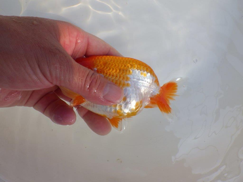 【 愛知超優良系統様】味のある尾構えで今後も楽しめます 約13,5㎝