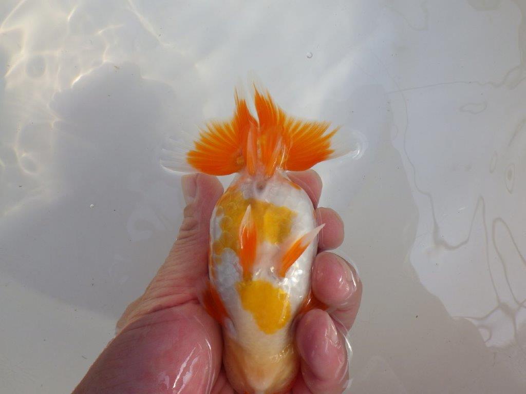 【 愛知超優良系統様】味のある尾構えで今後も楽しめます 約13,5㎝