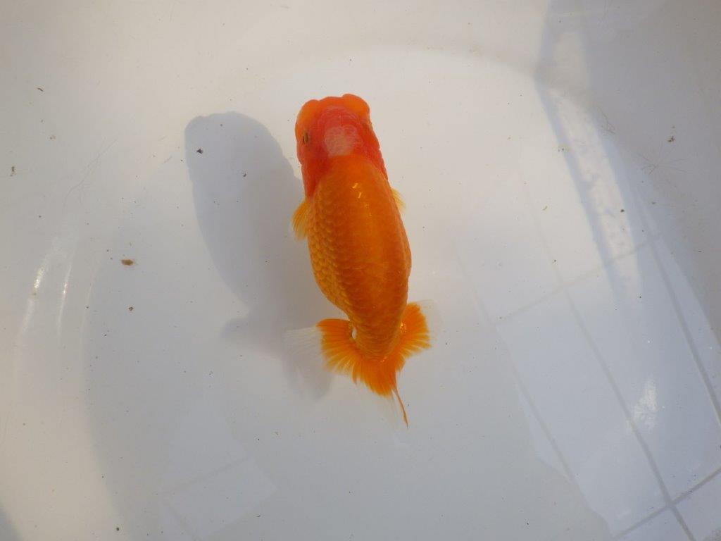 【 愛知超優良系統様】品評大会に向けていかがでしょうか　約13㎝  メス？の上身