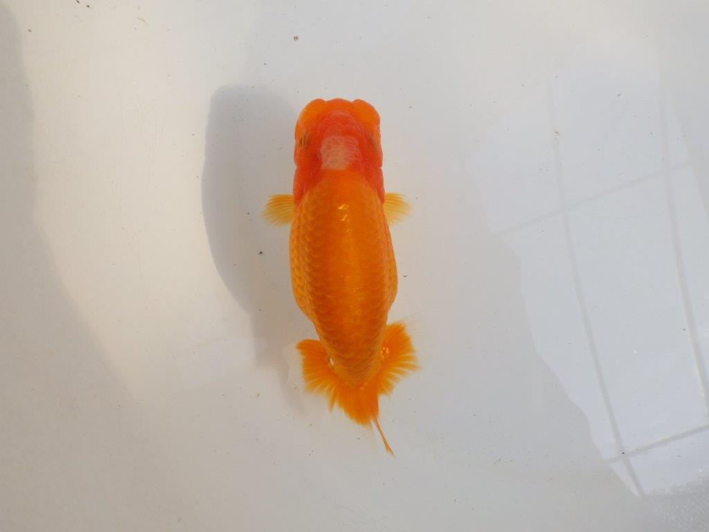 【 愛知超優良系統様】品評大会に向けていかがでしょうか　約13㎝  メス？