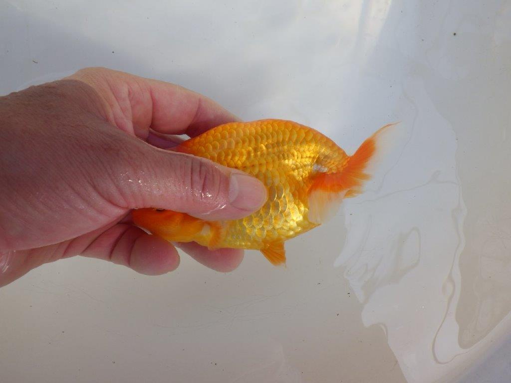 【 愛知超優良系統様】品評大会に向けていかがでしょうか　約13㎝  メス？