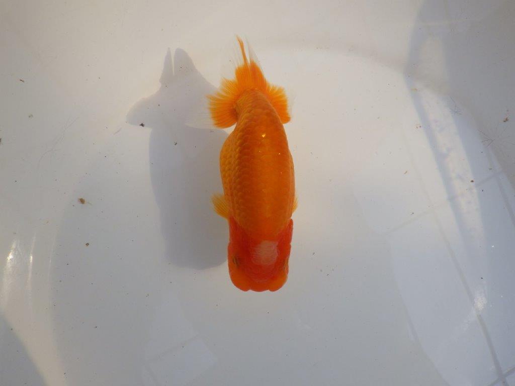 【 愛知超優良系統様】品評大会に向けていかがでしょうか　約13㎝  メス？