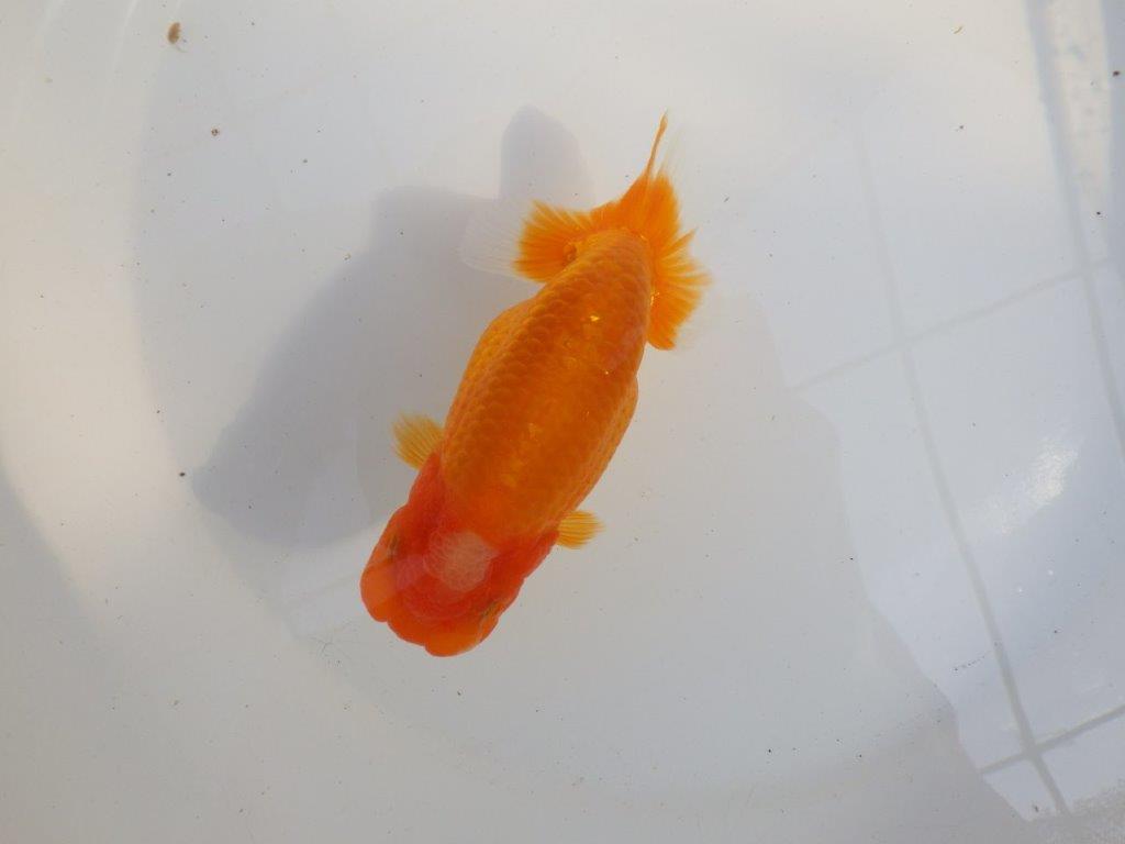 【 愛知超優良系統様】品評大会に向けていかがでしょうか　約13㎝  メス？