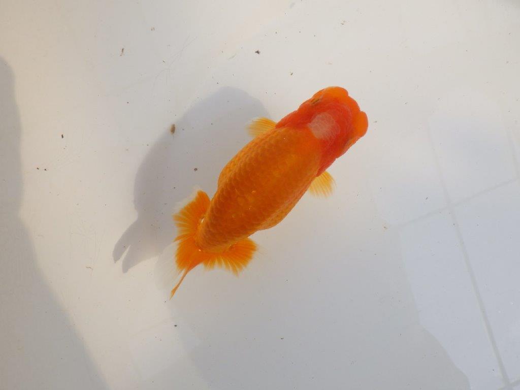 【 愛知超優良系統様】品評大会に向けていかがでしょうか　約13㎝  メス？