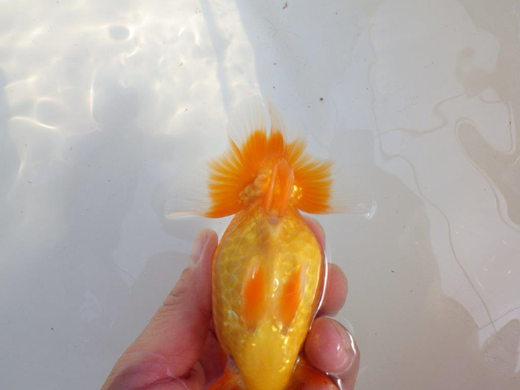 【 愛知超優良系統様】品評大会に向けていかがでしょうか　約13㎝  メス？