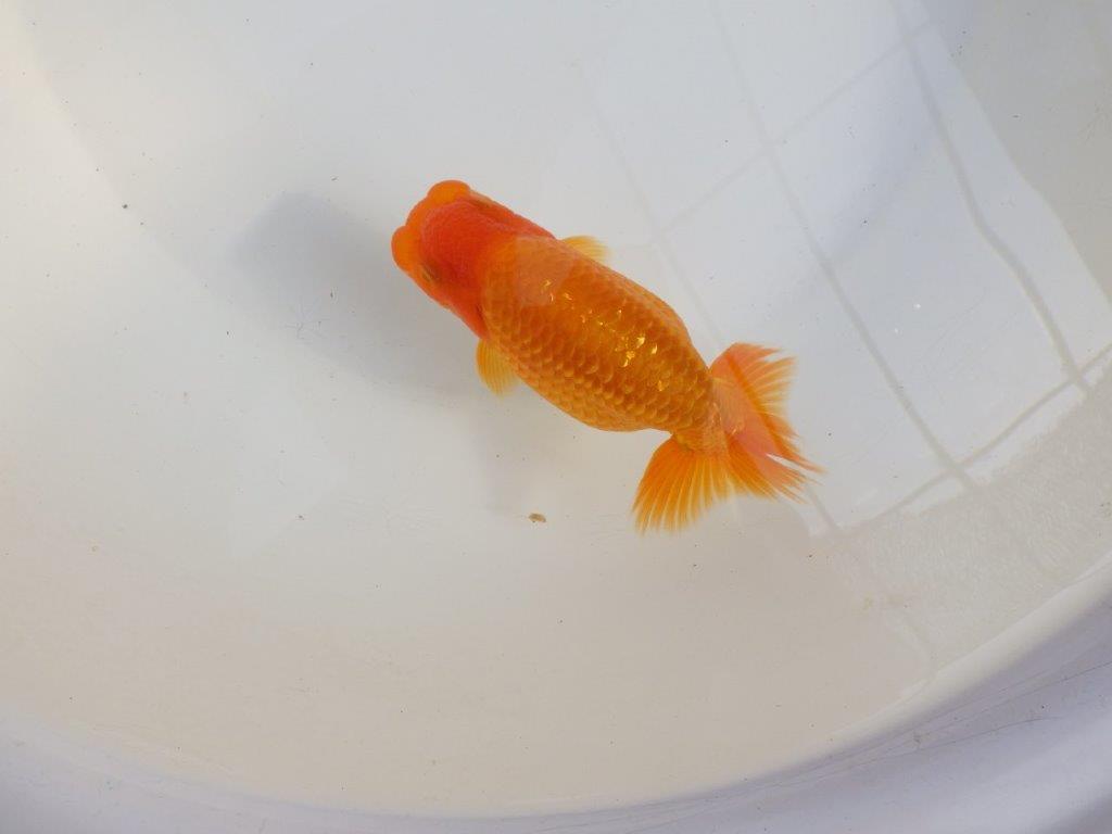 【 愛知超優良系統様】雰囲気抜群に良いです　約13㎝  オス？