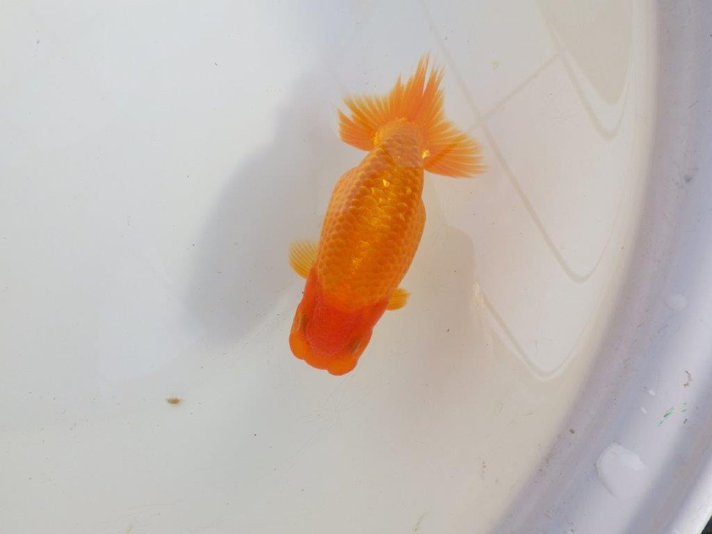 【 愛知超優良系統様】雰囲気抜群に良いです　約13㎝  オス？