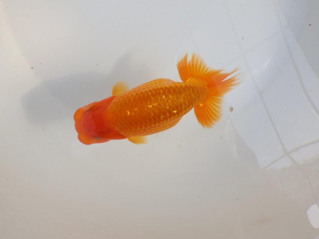 【 愛知超優良系統様】雰囲気抜群に良いです　約13㎝  オス？の上身