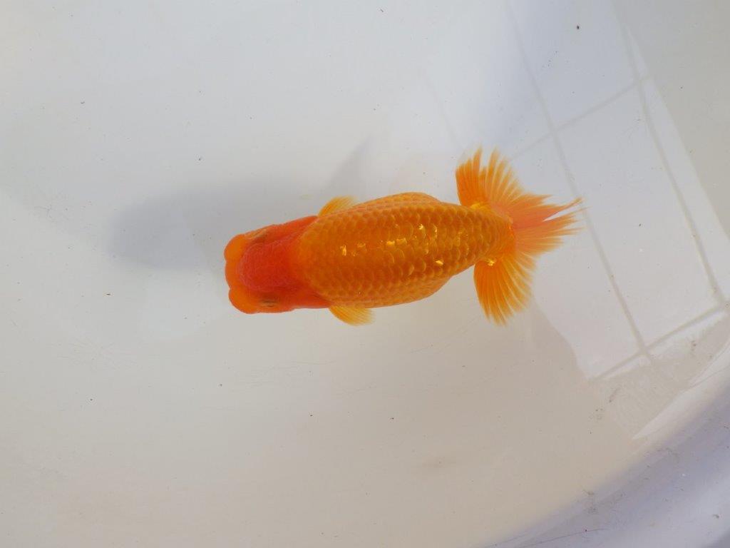 【 愛知超優良系統様】雰囲気抜群に良いです　約13㎝  オス？