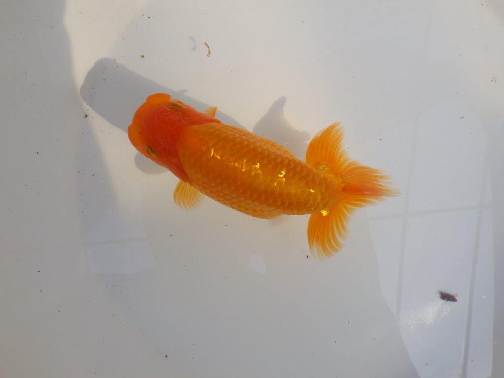 【 愛知超優良系統様】素晴らしい尾型、構えをしております　約14,5㎝  オス？