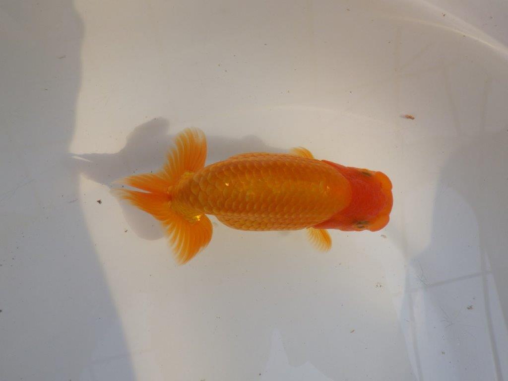 【 愛知超優良系統様】素晴らしい尾型、構えをしております　約14,5㎝  オス？