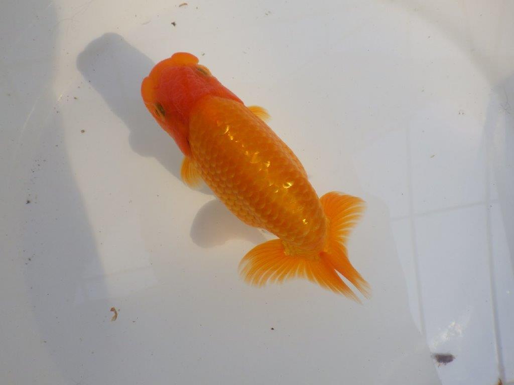 【 愛知超優良系統様】素晴らしい尾型、構えをしております　約14,5㎝  オス？の上身