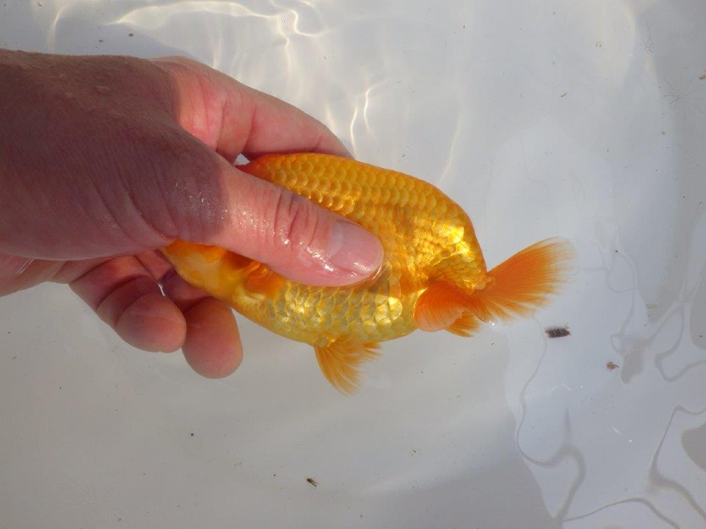 【 愛知超優良系統様】素晴らしい尾型、構えをしております　約14,5㎝  オス？