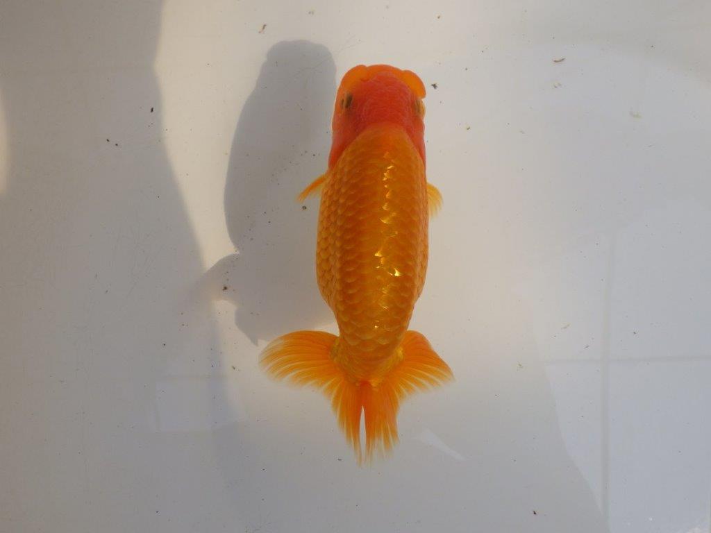 【 愛知超優良系統様】素晴らしい尾型、構えをしております　約14,5㎝  オス？