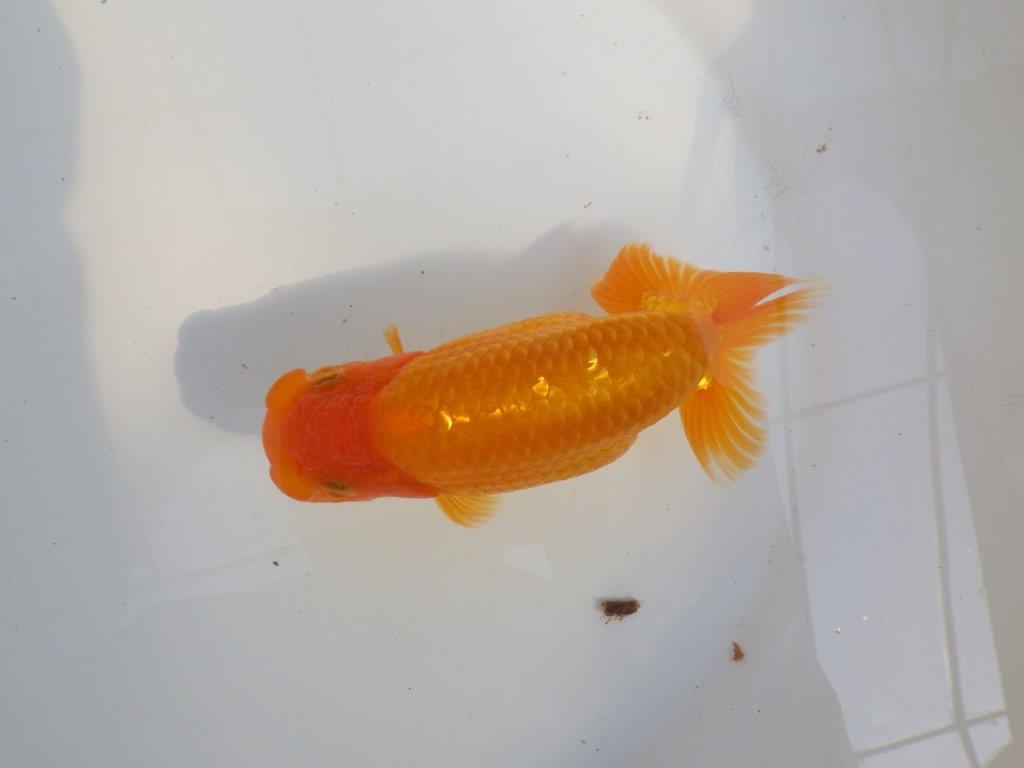 【 愛知超優良系統様】素晴らしい尾型、構えをしております　約14,5㎝  オス？