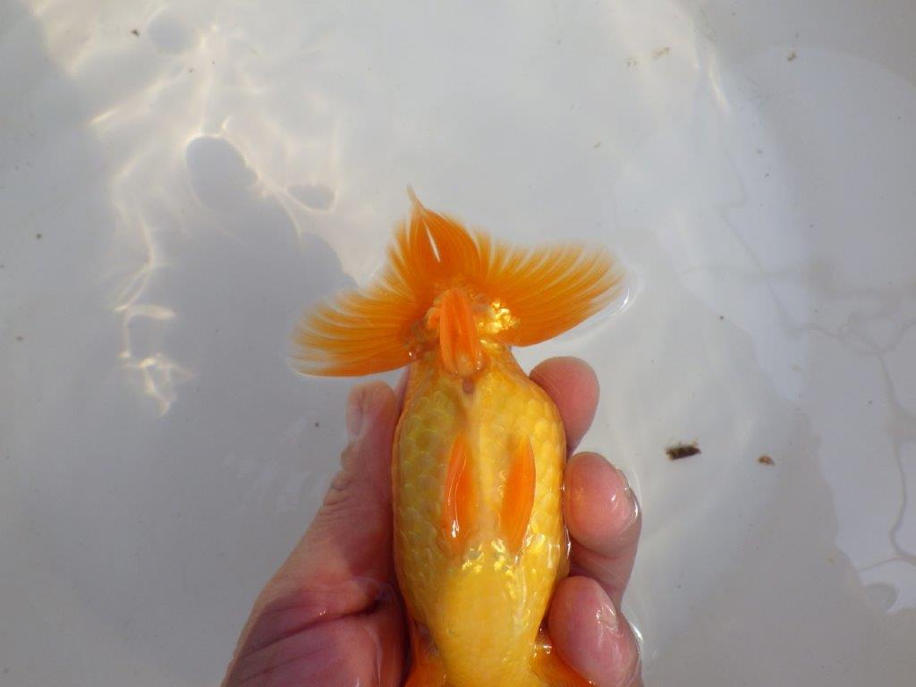 【 愛知超優良系統様】素晴らしい尾型、構えをしております　約14,5㎝  オス？