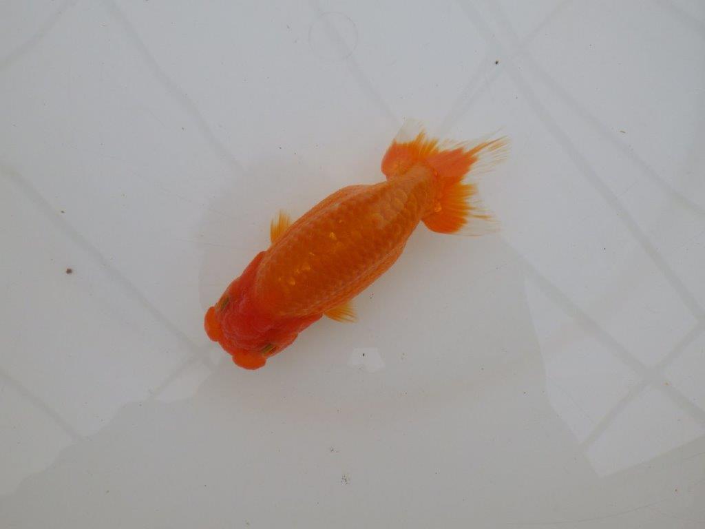 【全国大会優等賞獲得多数のブリーダー】フンタンの雰囲気の良いらんちゅう　約13㎝ メス？