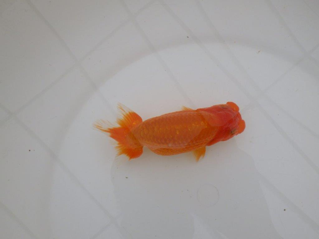 【全国大会優等賞獲得多数のブリーダー】フンタンの雰囲気の良いらんちゅう　約13㎝ メス？