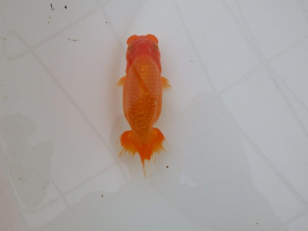 【全国大会優等賞獲得多数のブリーダー】フンタンの雰囲気の良いらんちゅう　約13㎝ メス？