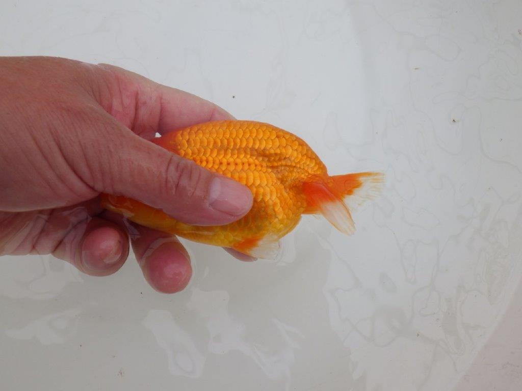 【全国大会優等賞獲得多数のブリーダー】フンタンの雰囲気の良いらんちゅう　約13㎝ メス？