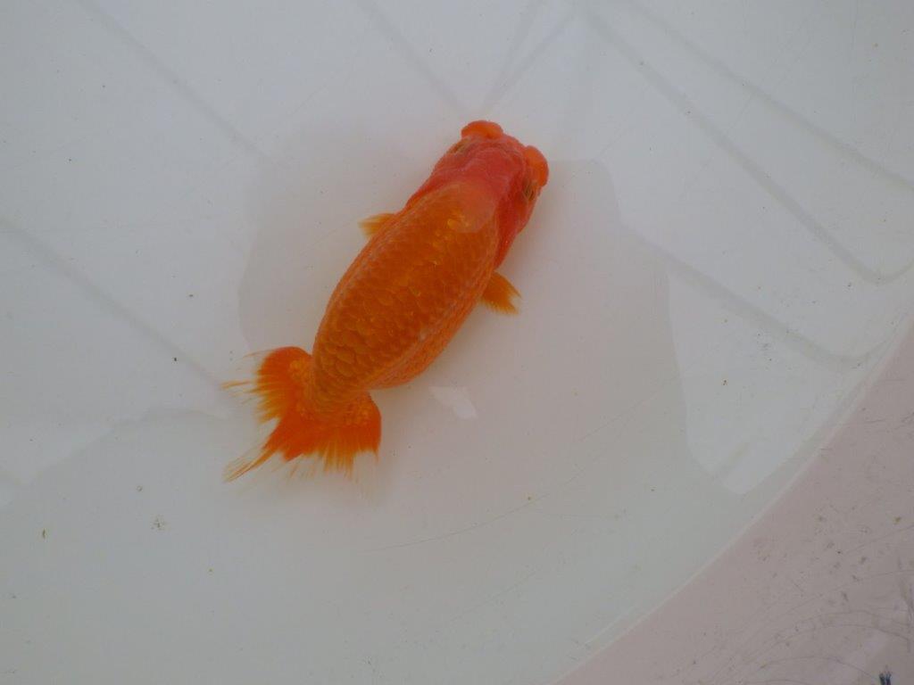 【全国大会優等賞獲得多数のブリーダー】フンタンの雰囲気の良いらんちゅう　約13㎝ メス？