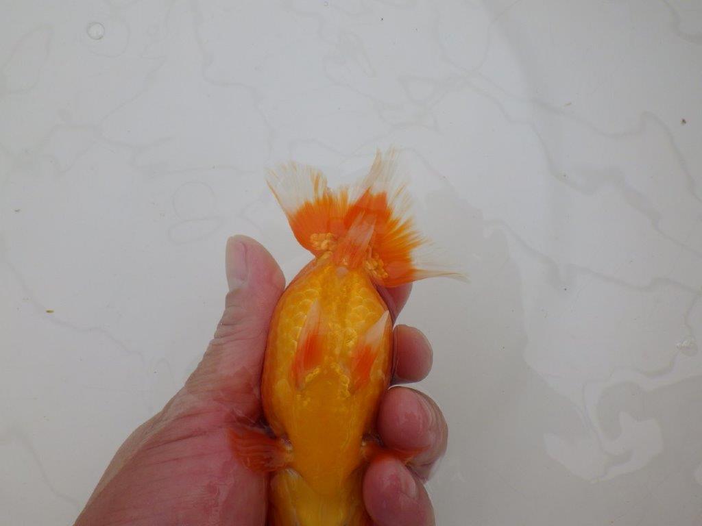 【全国大会優等賞獲得多数のブリーダー】フンタンの雰囲気の良いらんちゅう　約13㎝ メス？