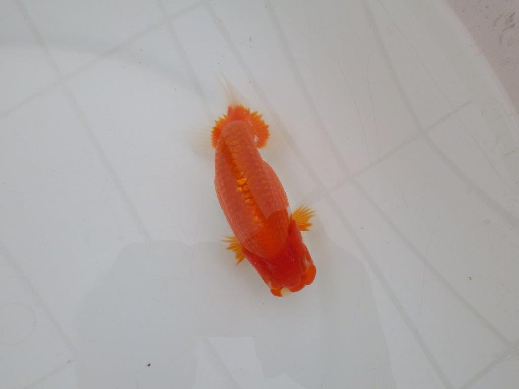 【全国大会優等賞獲得多数のブリーダー】背のラインが綺麗ならんちゅう 約11,5㎝ オス?