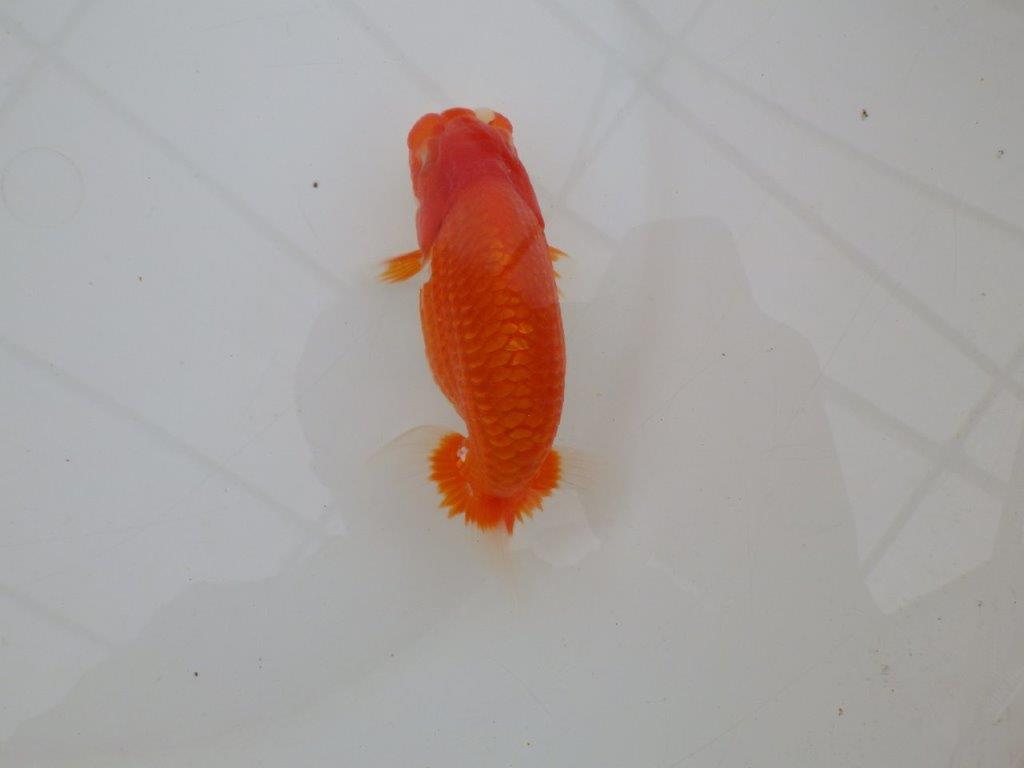 【全国大会優等賞獲得多数のブリーダー】背のラインが綺麗ならんちゅう 約11,5㎝ オス?