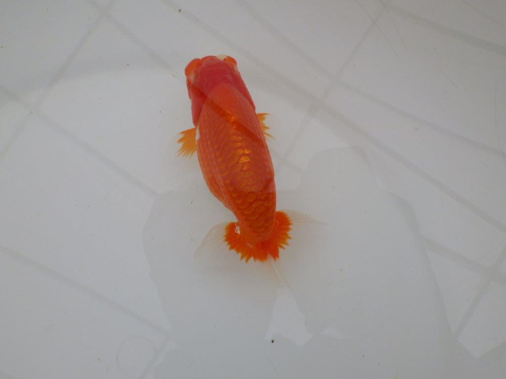 【全国大会優等賞獲得多数のブリーダー】背のラインが綺麗ならんちゅう 約11,5㎝ オス?