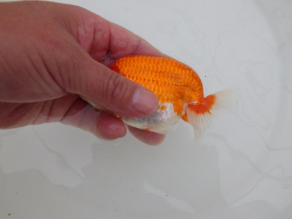 【全国大会優等賞獲得多数のブリーダー】背のラインが綺麗ならんちゅう 約11,5㎝ オス?