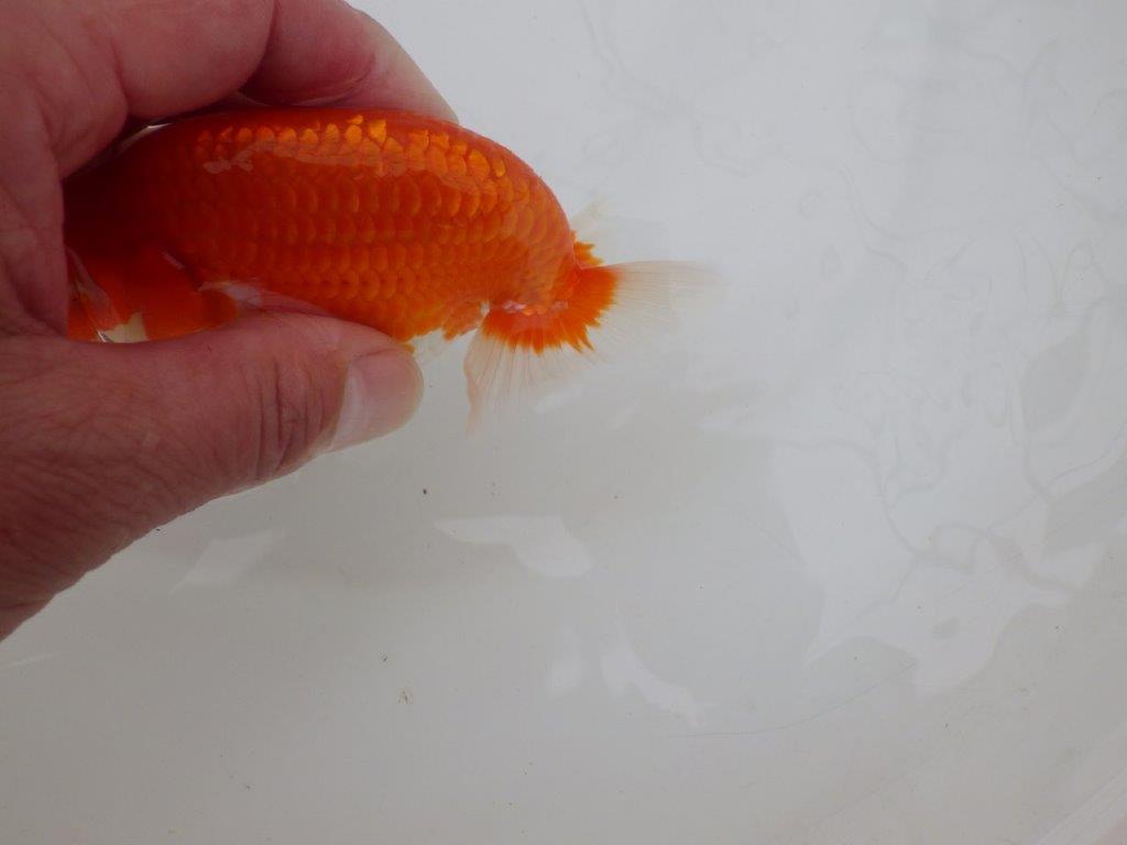 【全国大会優等賞獲得多数のブリーダー】背のラインが綺麗ならんちゅう 約11,5㎝ オス?