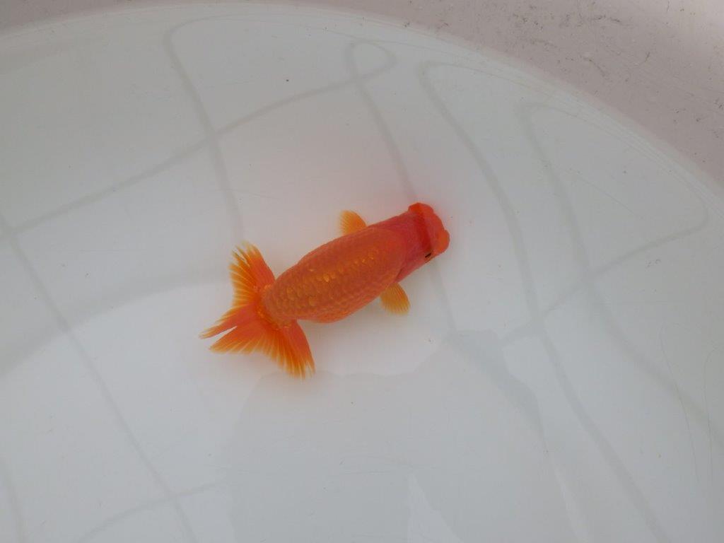 【全国大会優等賞獲得多数のブリーダー】種にもお勧めのらんちゅう 約11㎝ オス?