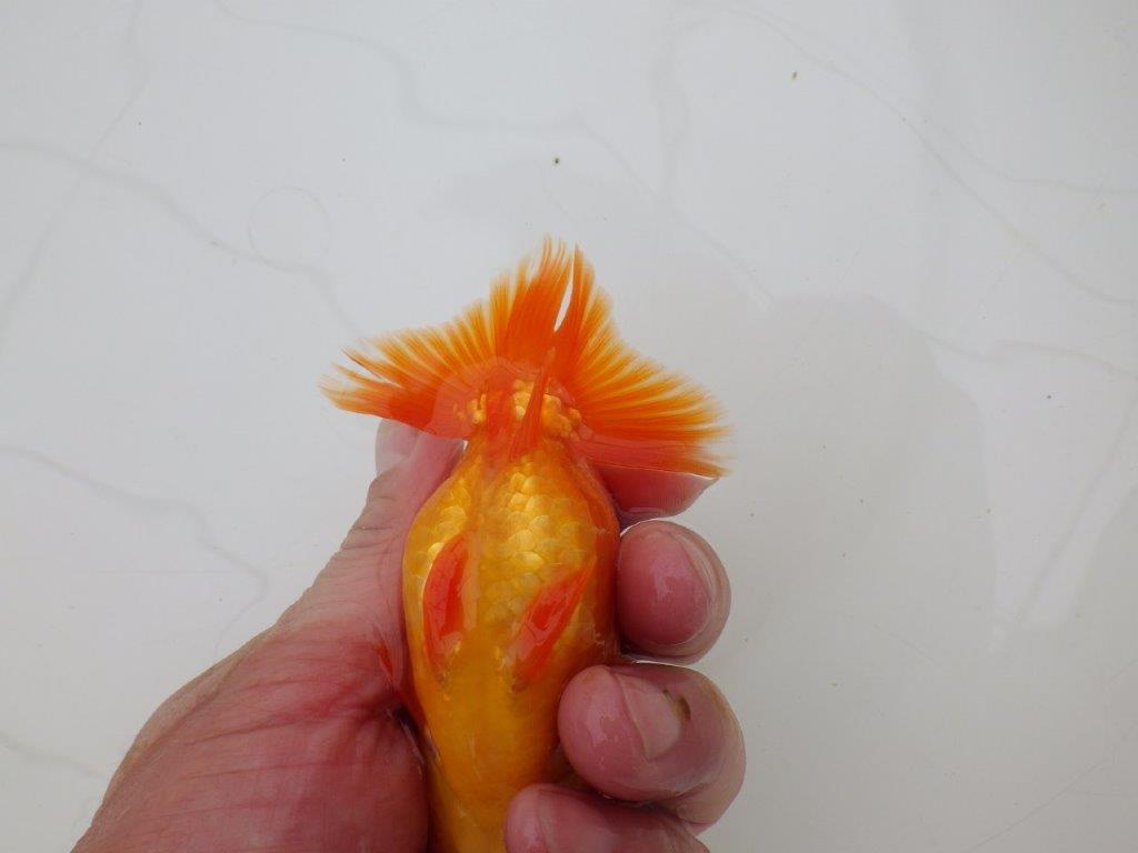 【全国大会優等賞獲得多数のブリーダー】種にもお勧めのらんちゅう 約11㎝ オス?