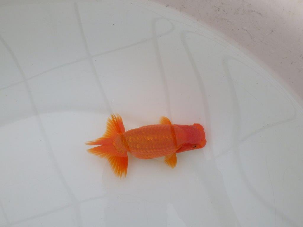 【全国大会優等賞獲得多数のブリーダー】種にもお勧めのらんちゅう 約11㎝ オス?