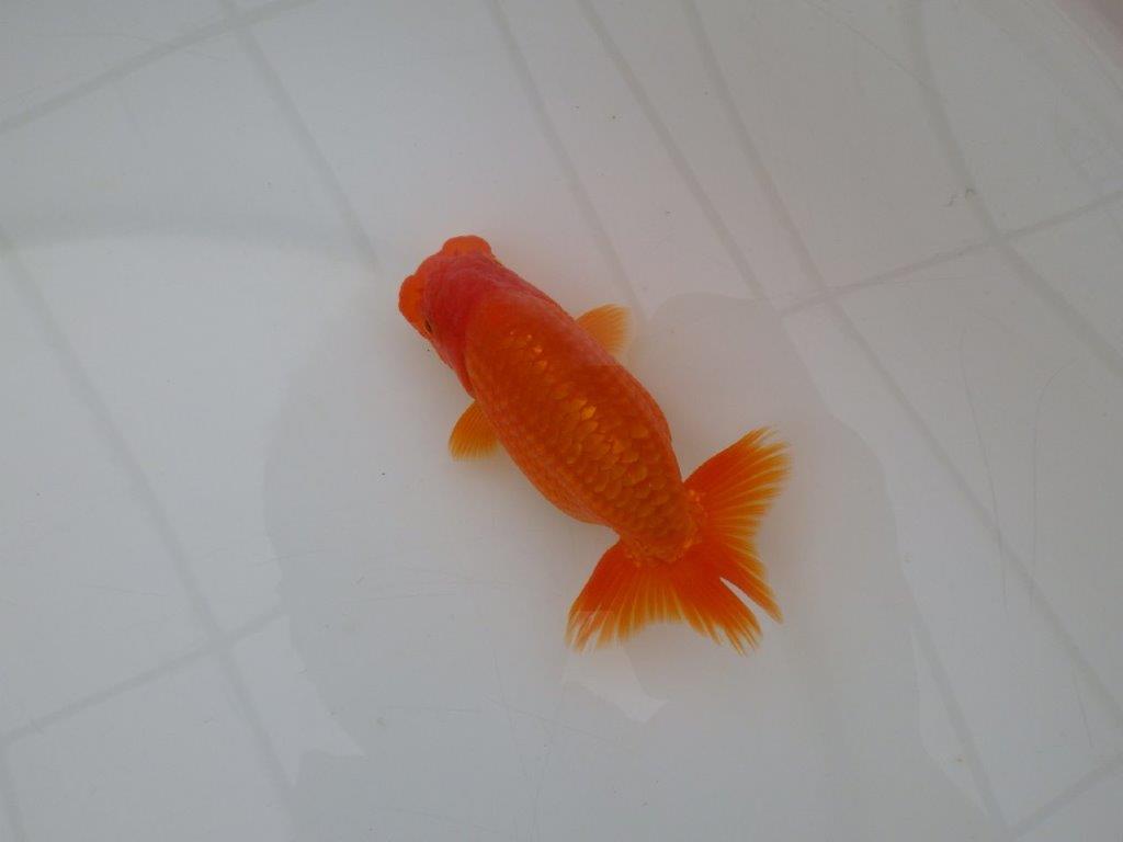 【全国大会優等賞獲得多数のブリーダー】種にもお勧めのらんちゅう 約11㎝ オス?