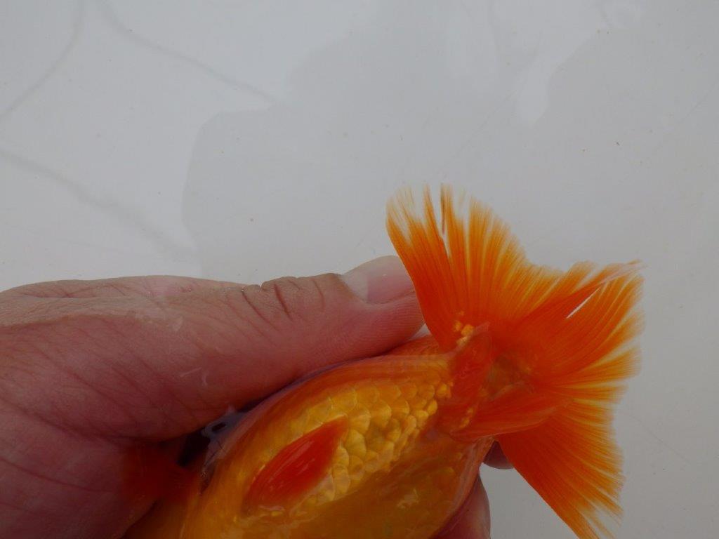 【全国大会優等賞獲得多数のブリーダー】種にもお勧めのらんちゅう 約11㎝ オス?