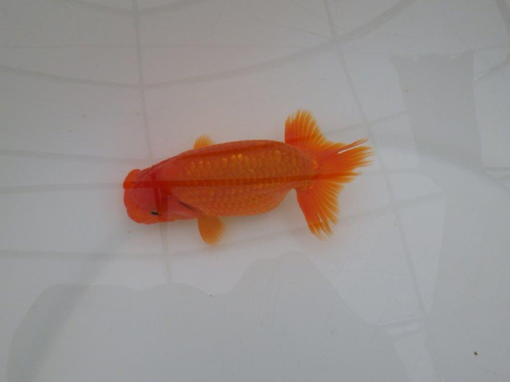 【全国大会優等賞獲得多数のブリーダー】種にもお勧めのらんちゅう 約11㎝ オス?