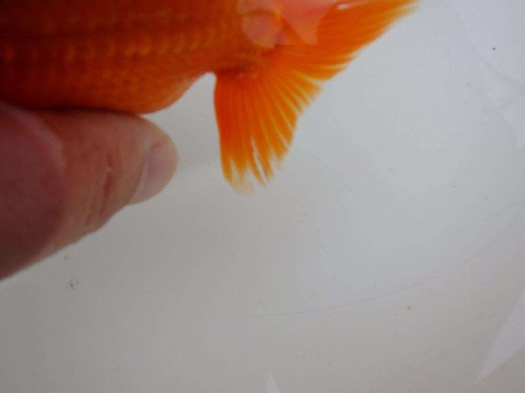 【全国大会優等賞獲得多数のブリーダー】種にもお勧めのらんちゅう 約11㎝ オス?