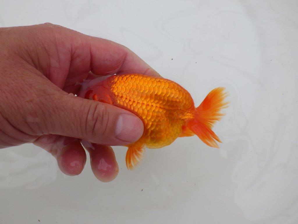 【全国大会優等賞獲得多数のブリーダー】種にもお勧めのらんちゅう 約11㎝ オス?