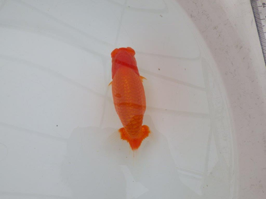 【全国大会優等賞獲得多数のブリーダー】背が綺麗で横見が映えるらんちゅう 約13㎝ オス?