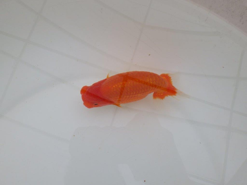 【全国大会優等賞獲得多数のブリーダー】背が綺麗で横見が映えるらんちゅう 約13㎝ オス?