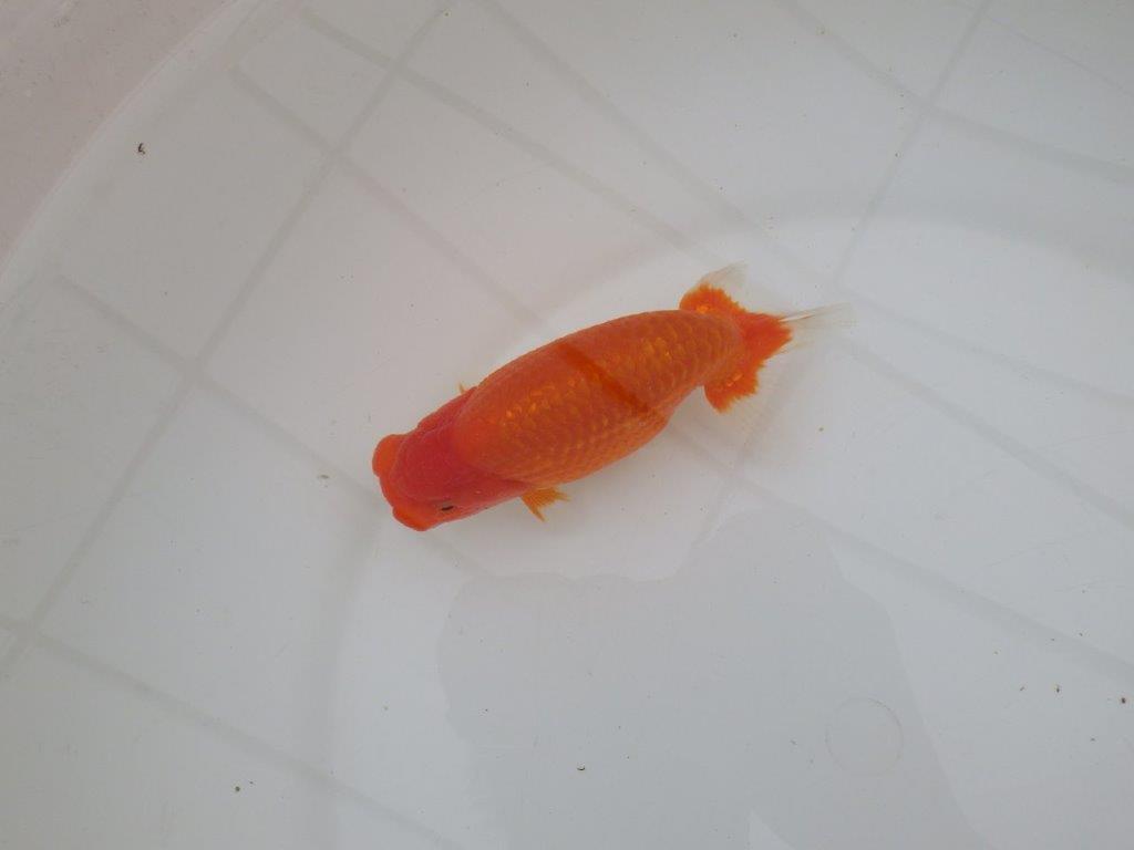 【全国大会優等賞獲得多数のブリーダー】背が綺麗で横見が映えるらんちゅう 約13㎝ オス?