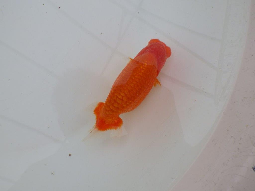 【全国大会優等賞獲得多数のブリーダー】背が綺麗で横見が映えるらんちゅう 約13㎝ オス?