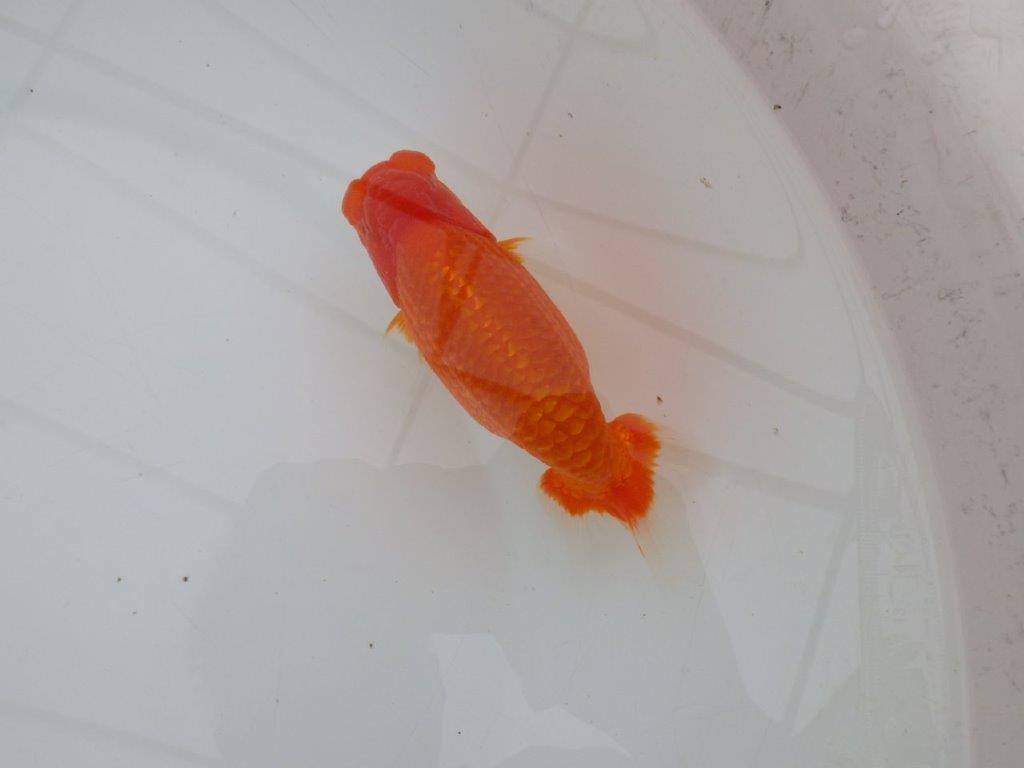 【全国大会優等賞獲得多数のブリーダー】背が綺麗で横見が映えるらんちゅう 約13㎝ オス?